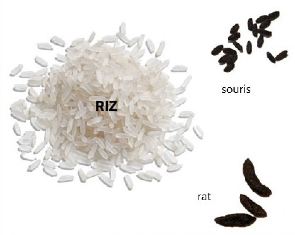 image montrant la différence d'excréments entre les souris les rat ?