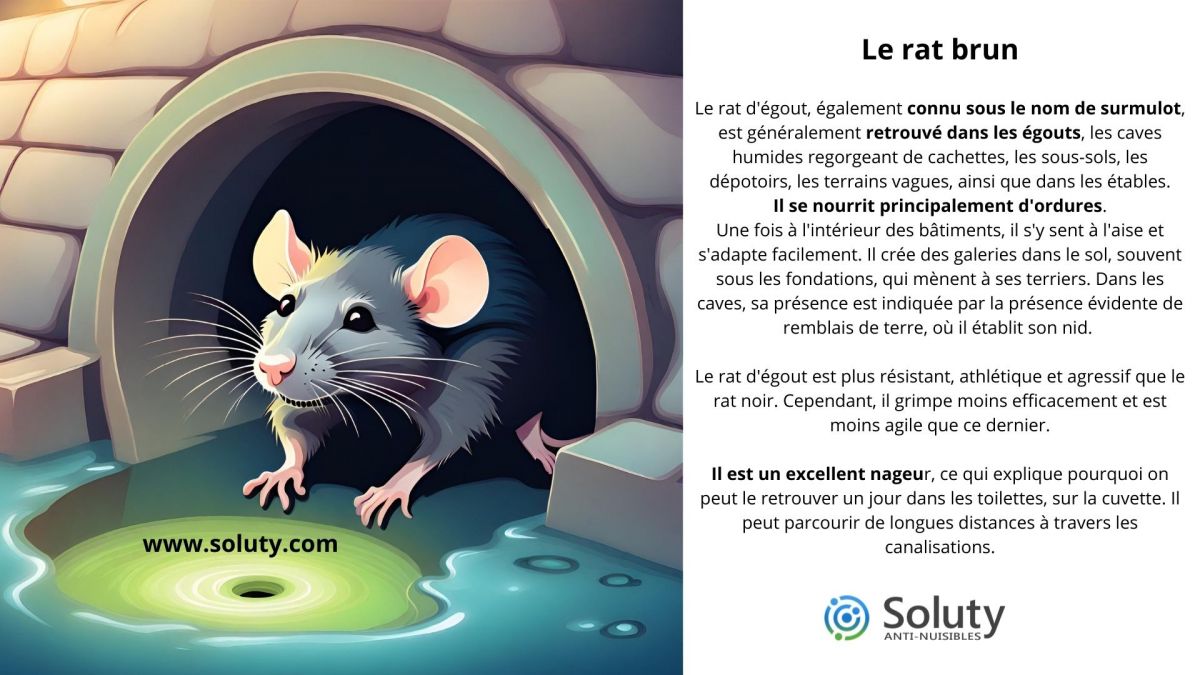 Le rat brun ou surmulot