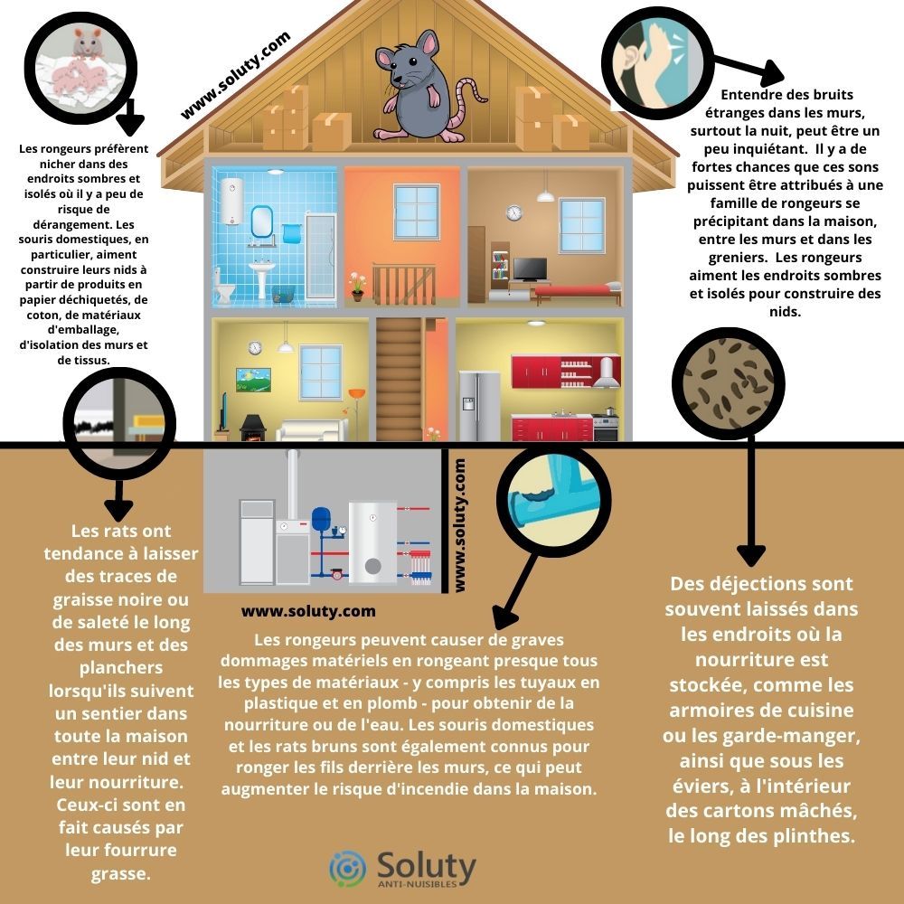 illustration montant quels sont les indices de la présence de rongeurs dans une habitation ?