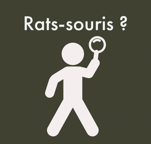 Comment savoir si je suis envahi par des rats ou des rongeurs ?