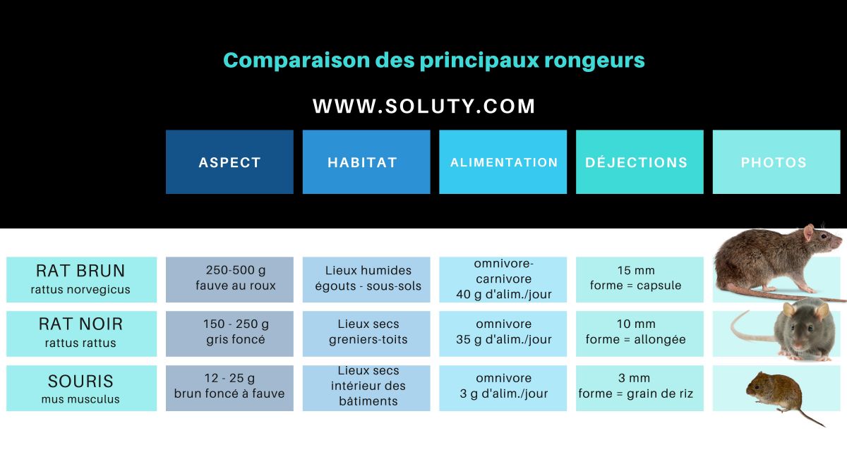 tableau de comparaison des différents types de rongeurs