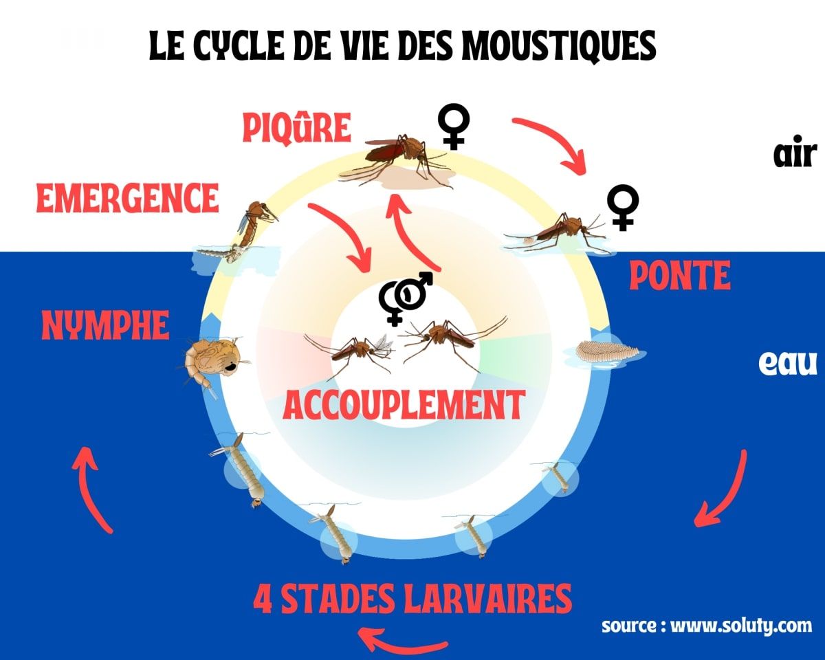 infographie sur le cycle de vie des moustiques