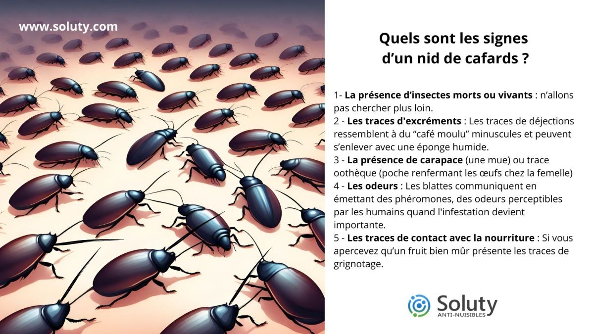 Comment reconnaître une infestation de blattes ?