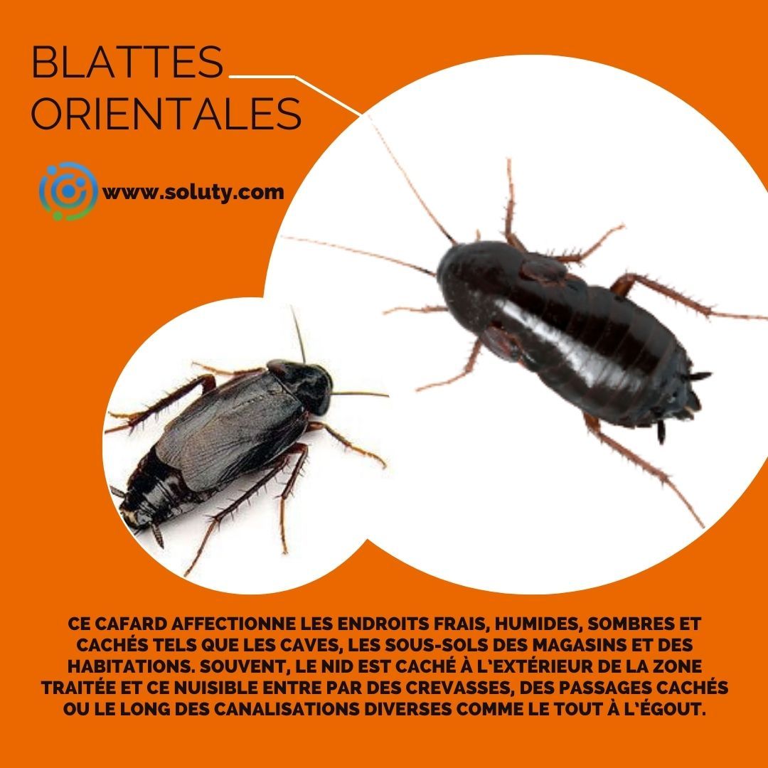 La blatte orientale