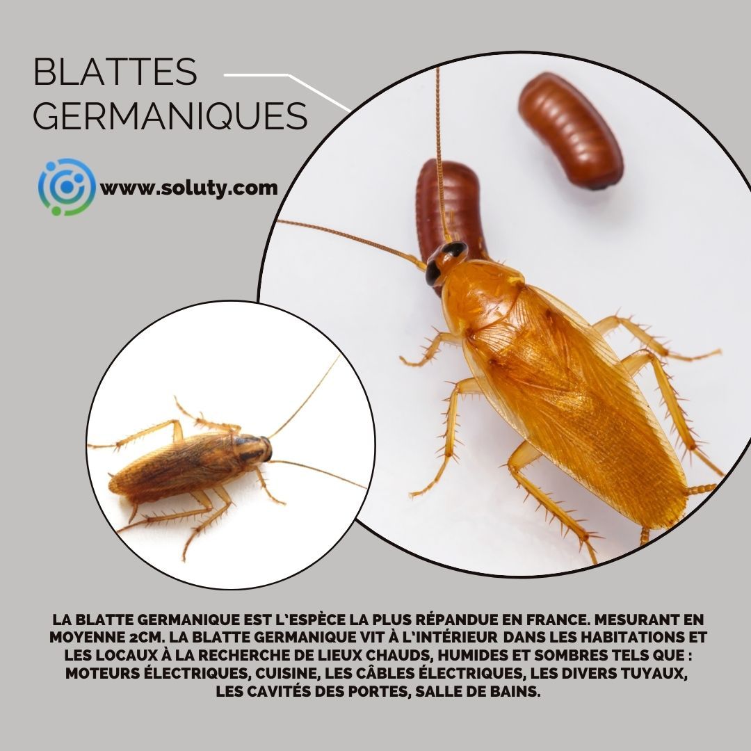 La blatte germanique