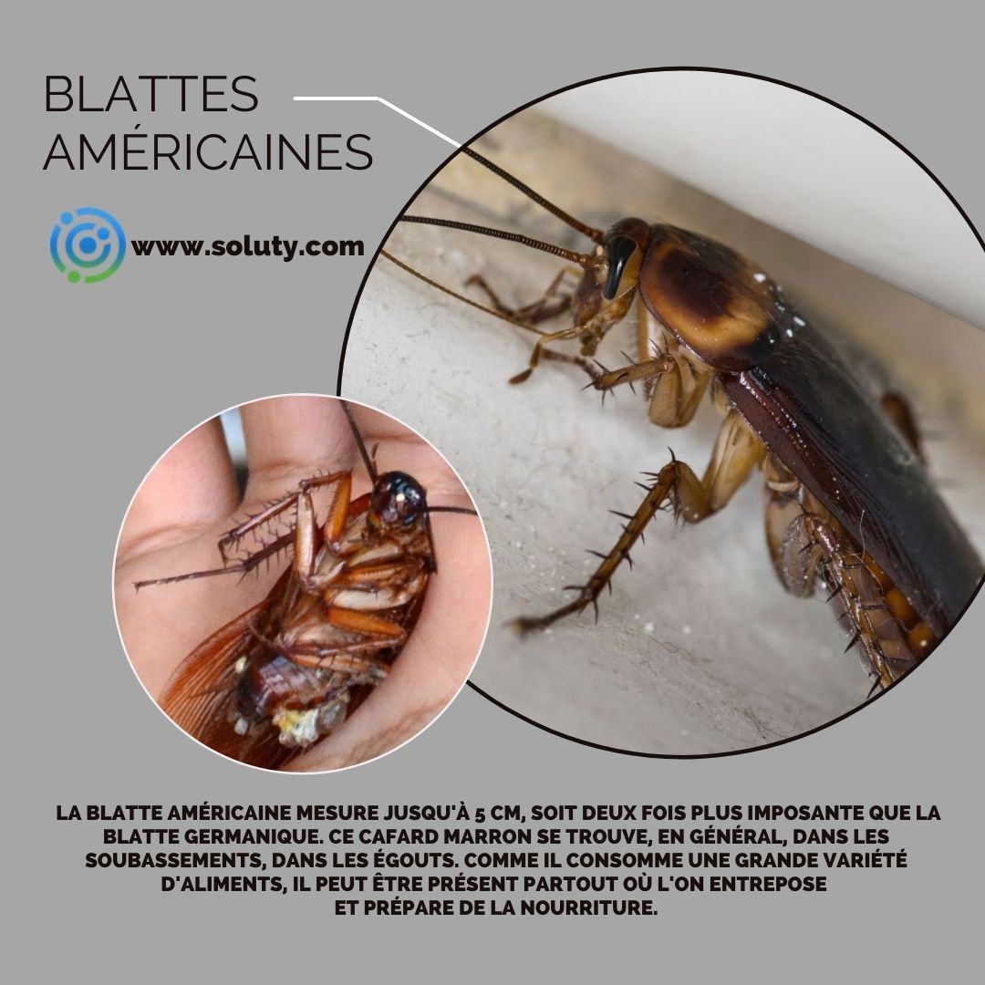 Le cafard ou blatte américain (Periplaneta americana)