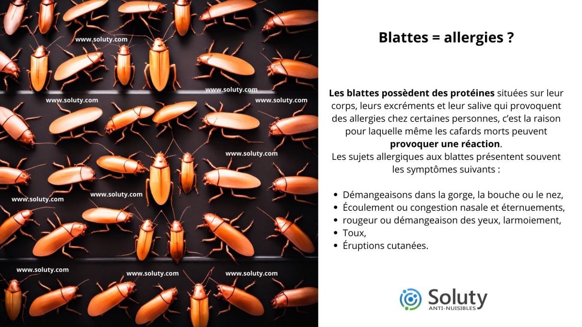 Pour quelles raisons les blattes sont considérées comme des insectes indésirables ?