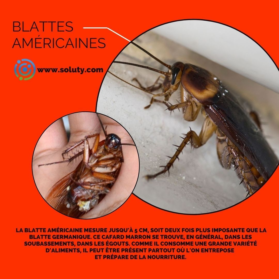 La blatte américaine