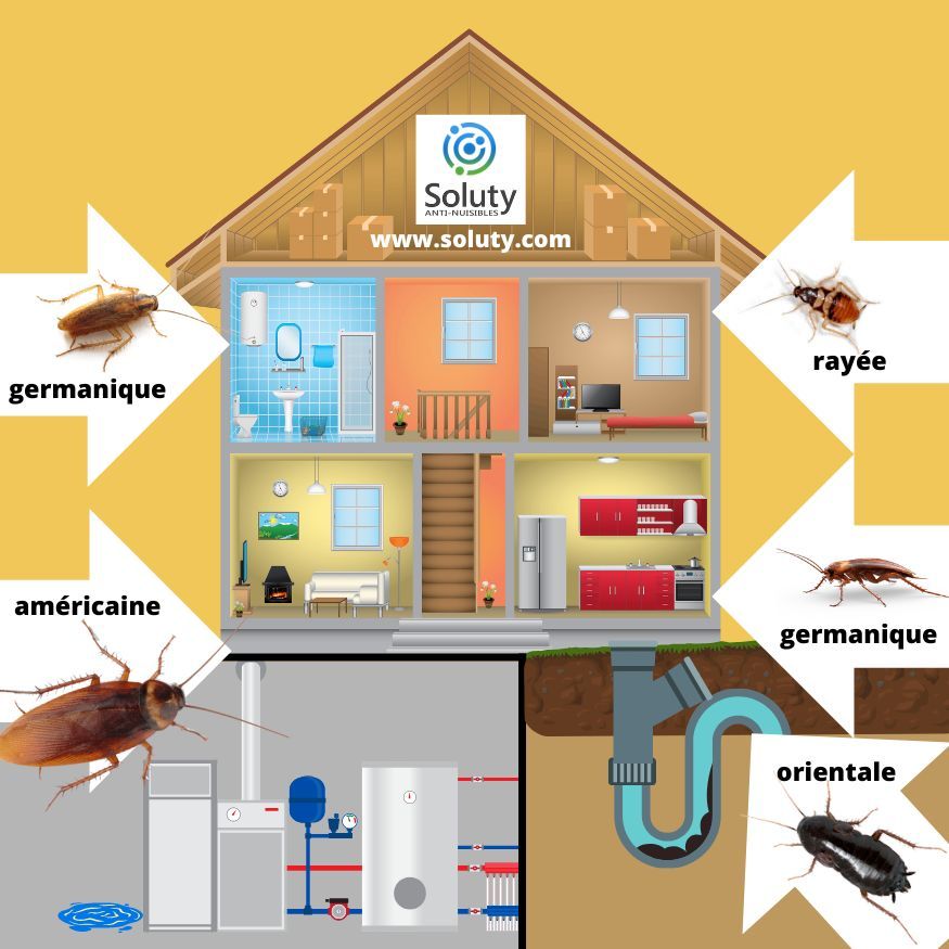 les différents blattes et leur localisation dans votre logement 