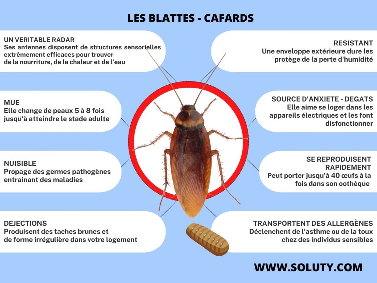 Infos + sur le cafard