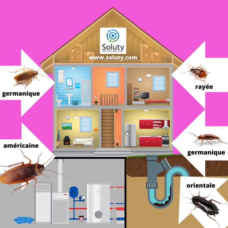 les différents blattes et leur localisation dans votre logement 