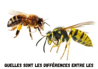 Quelles sont les differences entre les abeilles et les guepes source solutycom 45 1200x