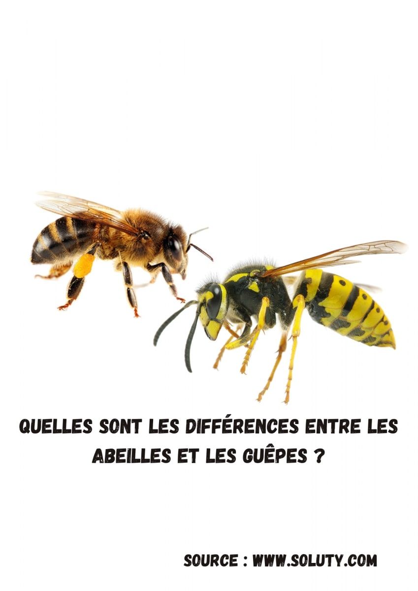 abeille et guêpe