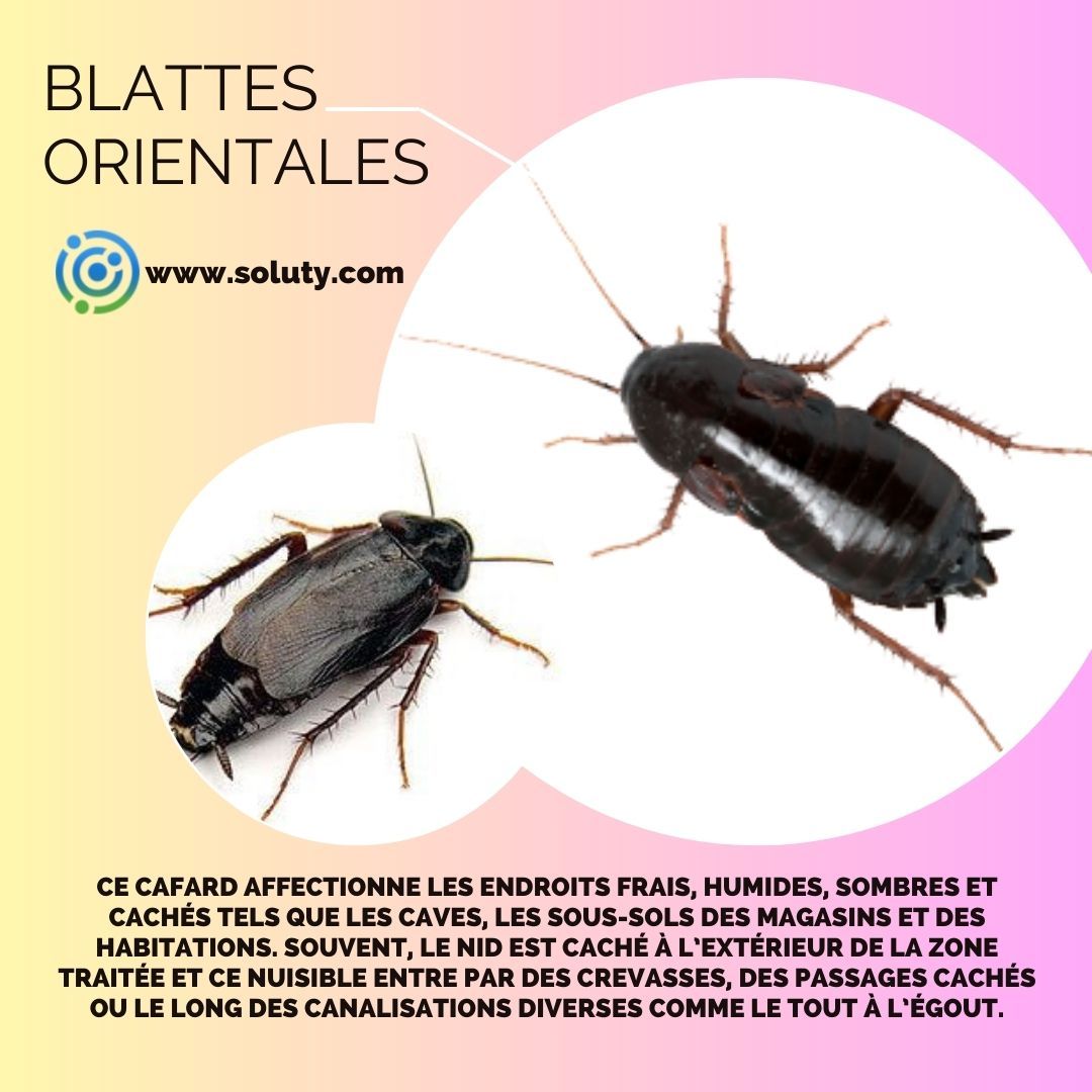 Les caractéristiques de la blatte orientale