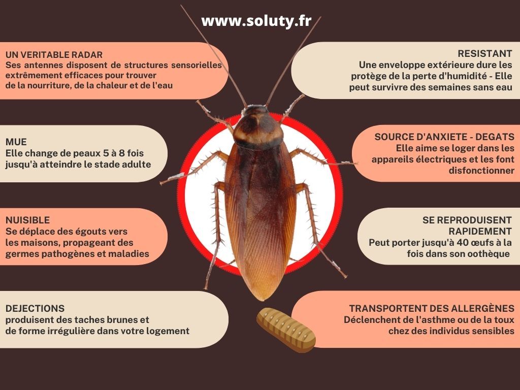 cafards et blattes : informations