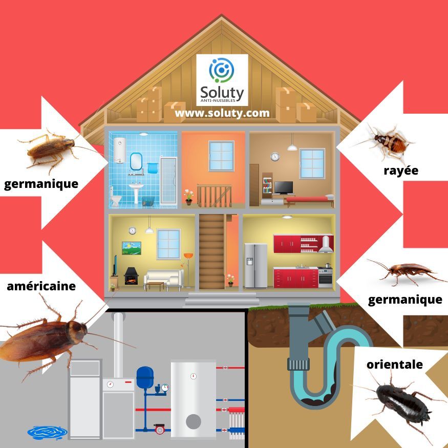 les différents blattes et leur localisation dans votre logement 