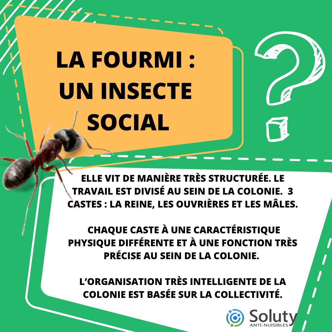 LA FOURMI UN INSECTE SOCIAL 