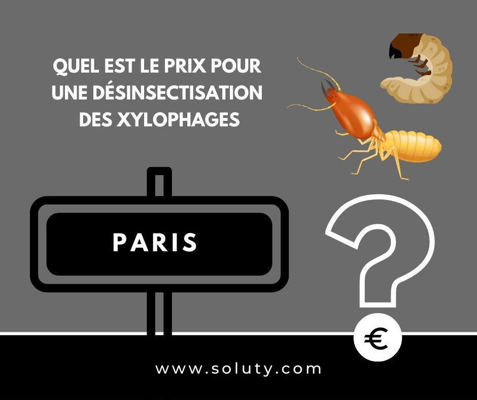 TARIFS : quel est le prix pour un traitement de désinsectisation insectes xylophages ? 