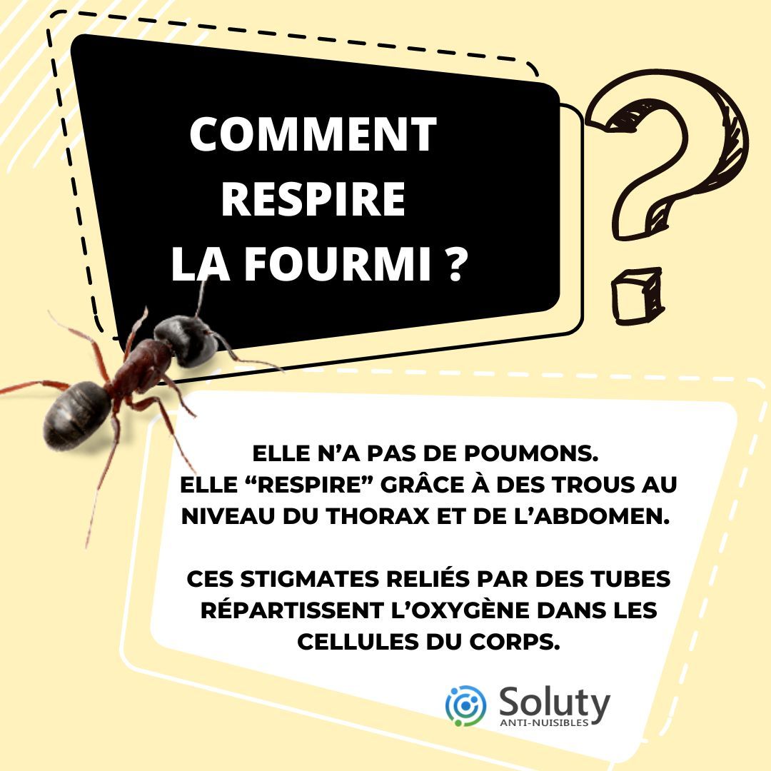 Comment la fourmi respire-t-elle ?