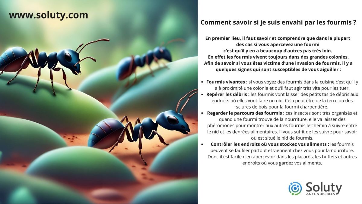 Comment savoir si je suis envahi par les fourmis ?  