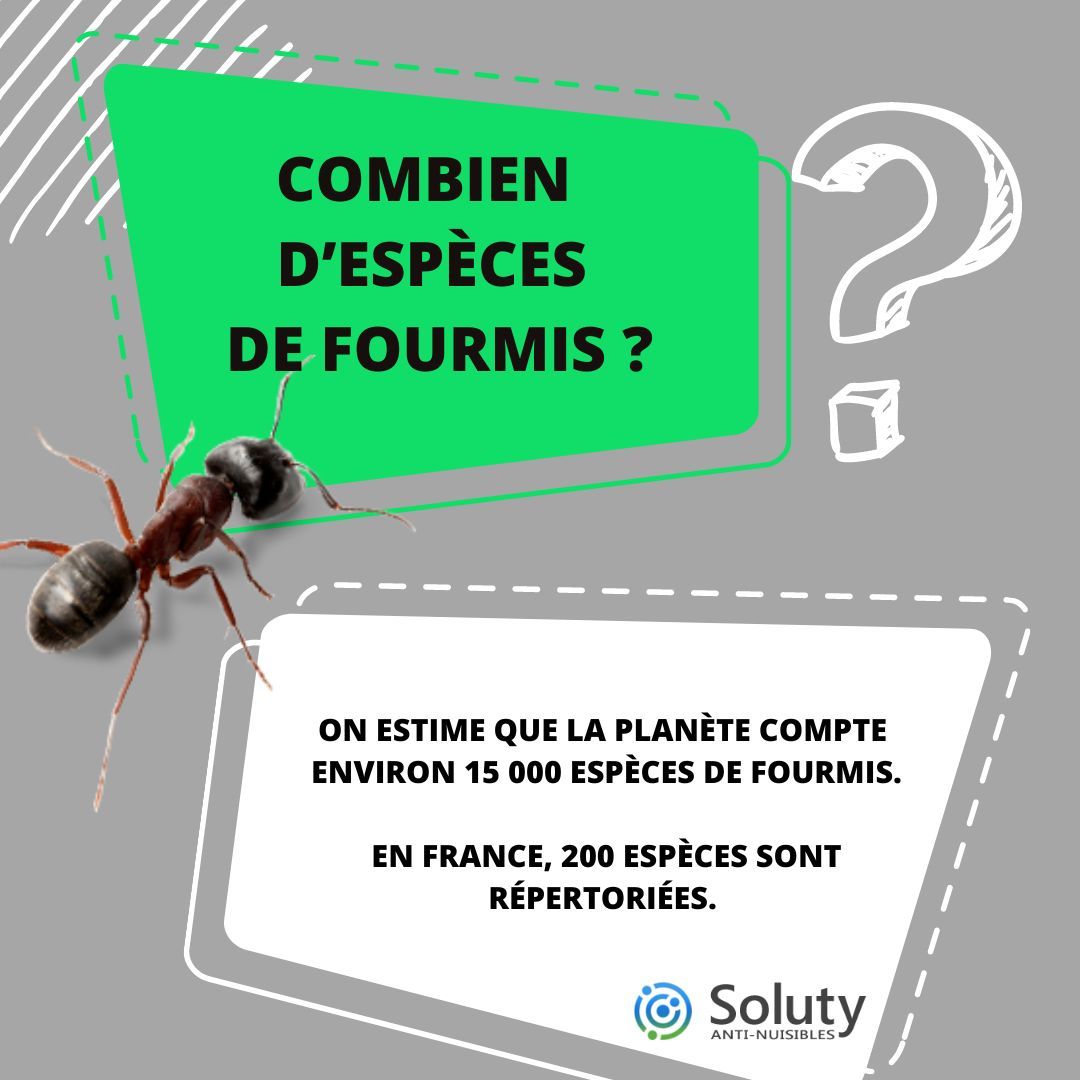 Combien d’espèces de fourmis ?