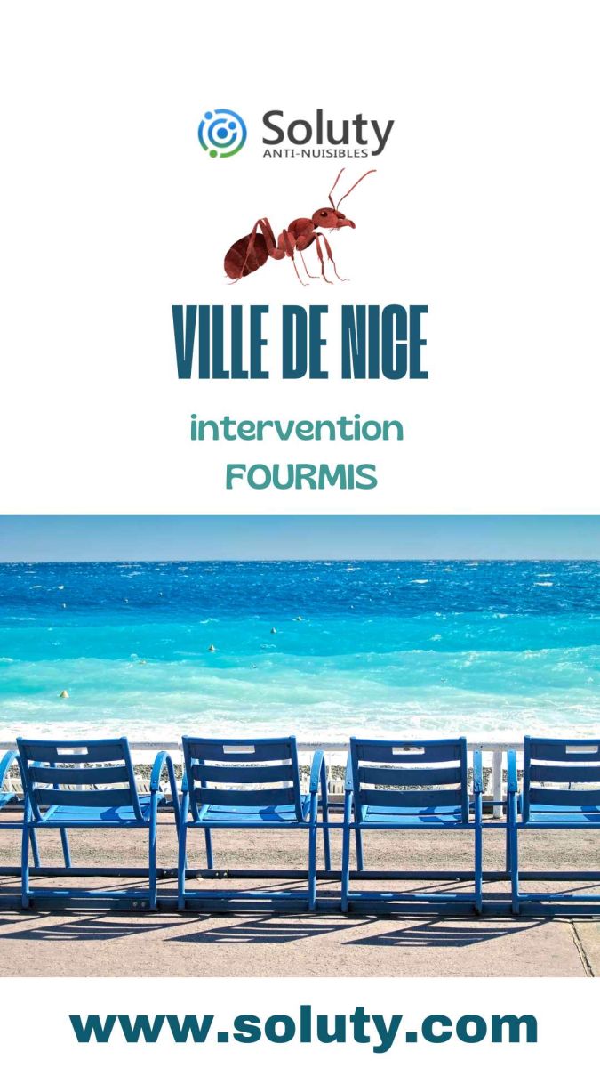 Fourmi : devis gratuit + intervention rapide par des techniciens certifiés et équipés à Nice 