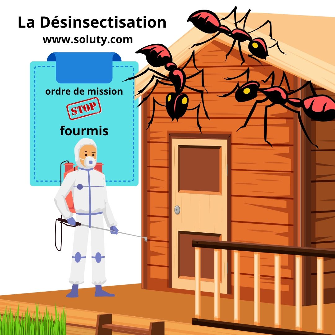 Désinsectisation contre les fourmis