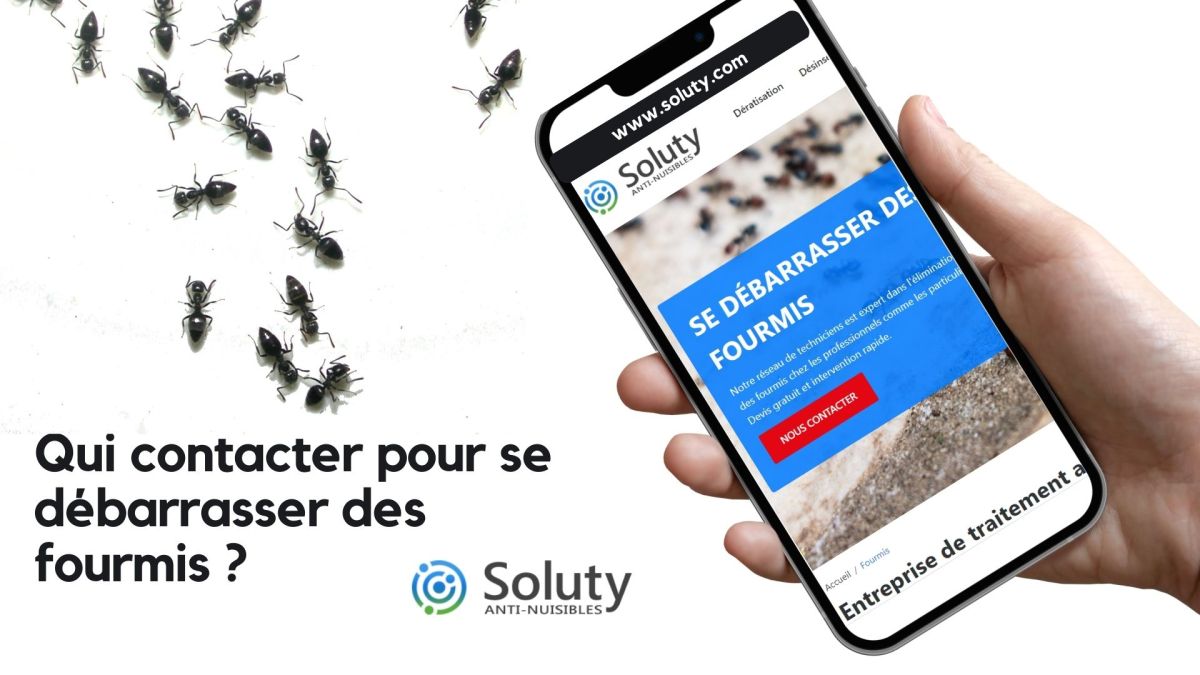 Qui contacter pour se débarrasser des fourmis dans la municipalité de Nice ?