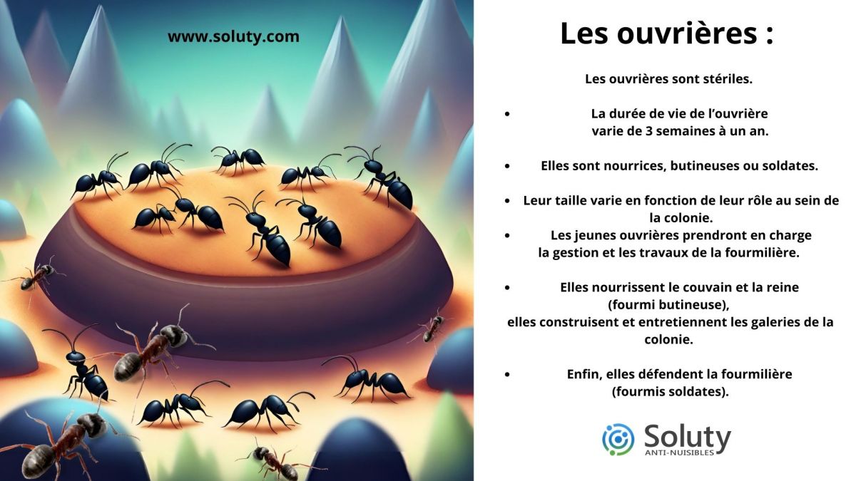 les fourmis ouvrières