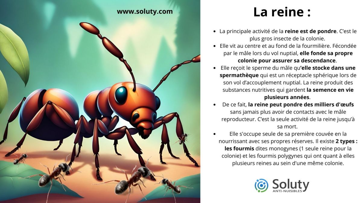 LA REINE DES FOURMIS