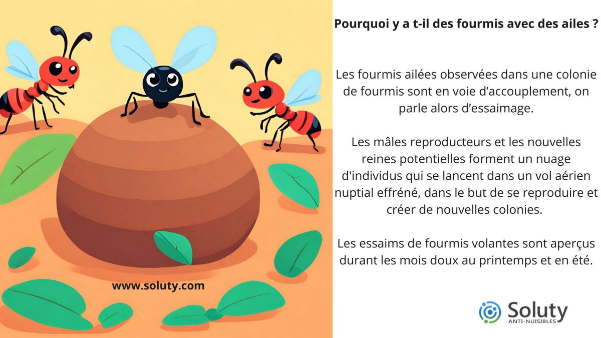 Pourquoi y a t-il des fourmis avec des ailes ?