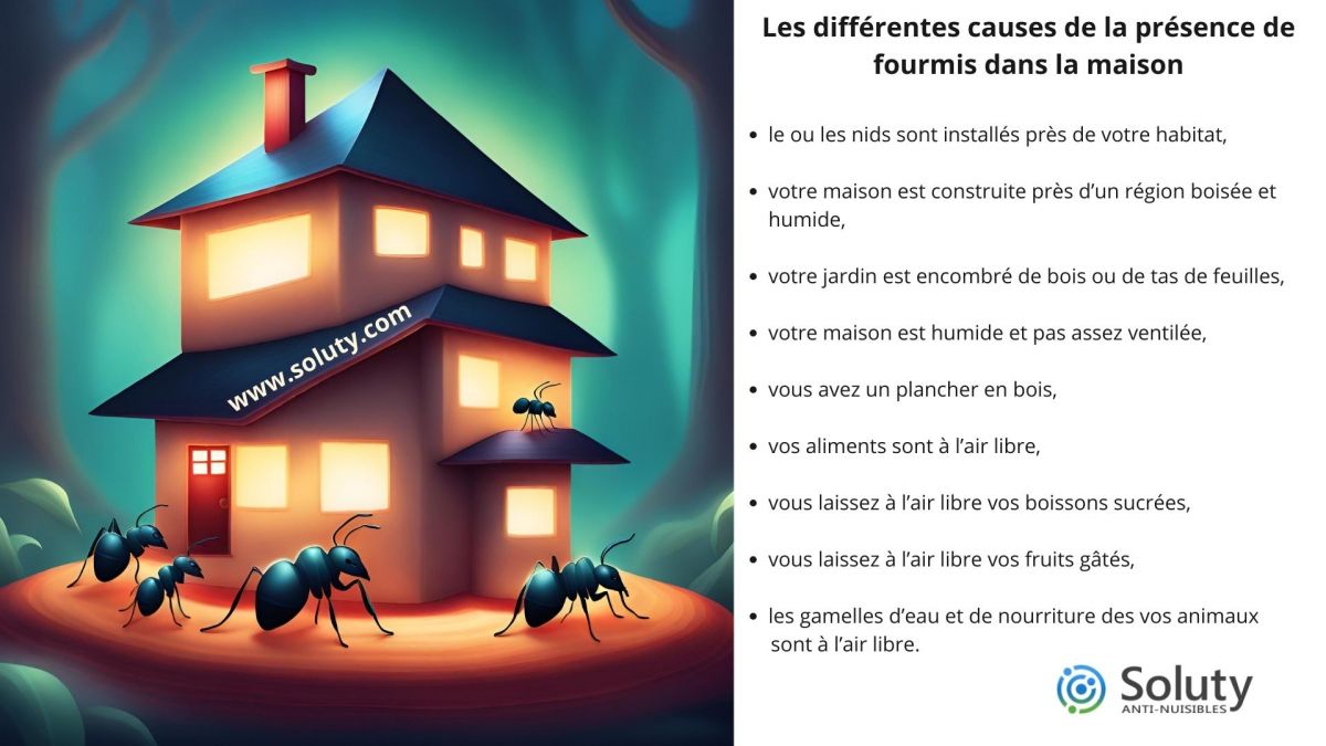 Les différentes causes de la présence de fourmis dans la maison