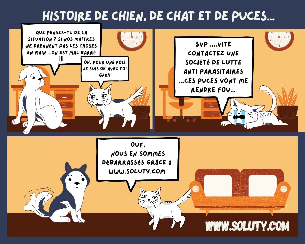 dessins et histoires de chiens et chats avec des puces