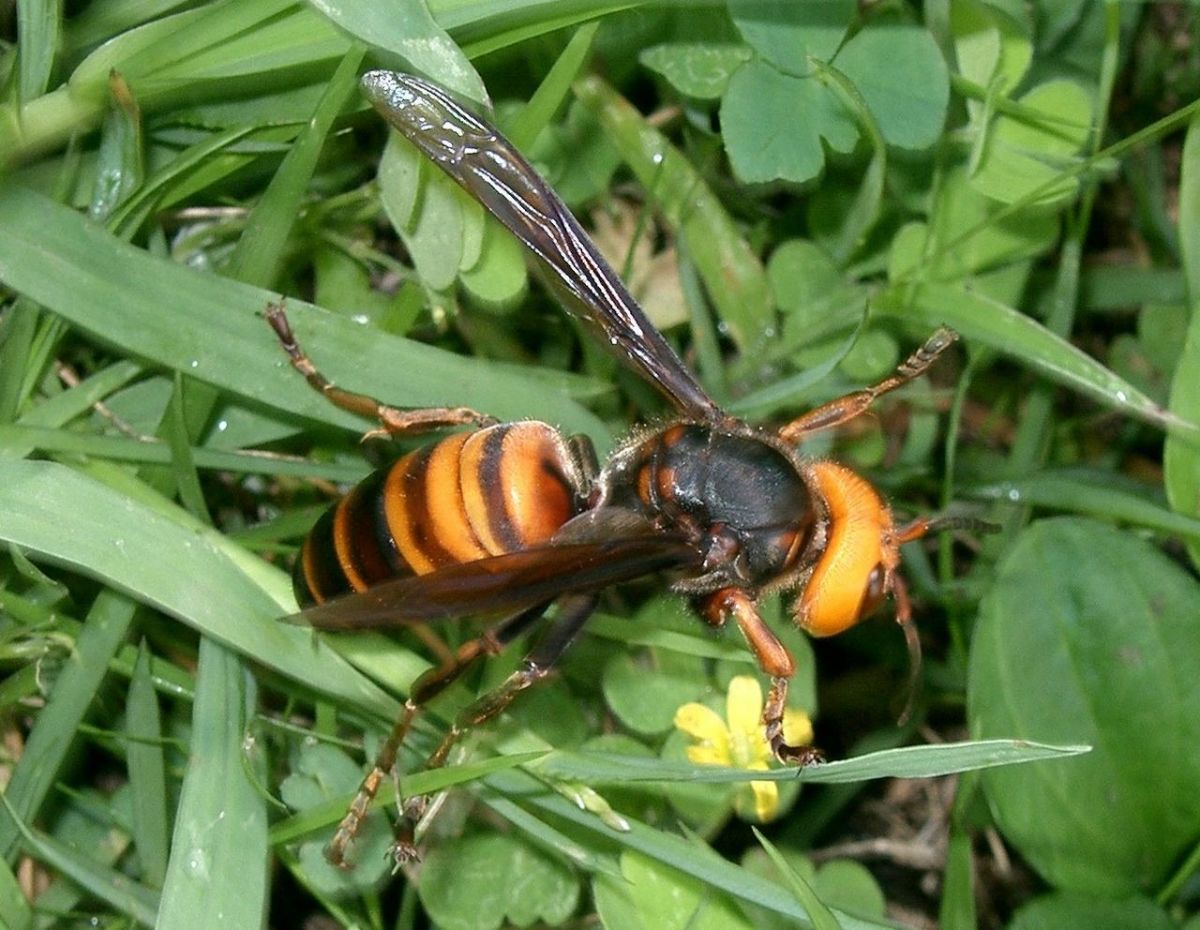 Tout savoir sur le frelon géant japonais (mandarinia)