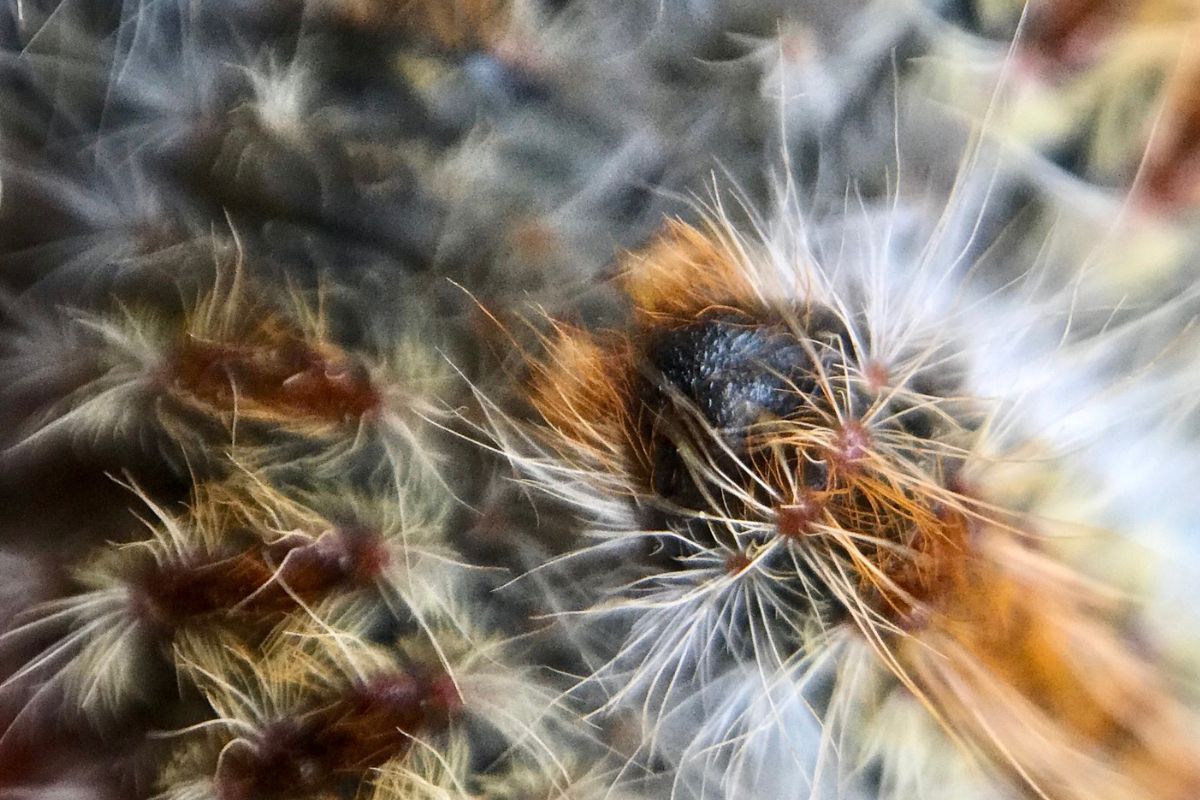 poils urticants en gros plan de chenille processionnaire