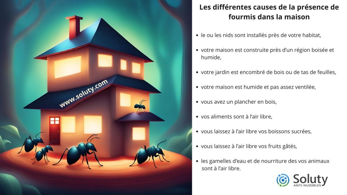 Qu'est-ce qui attire les fourmis dans ma maison ?