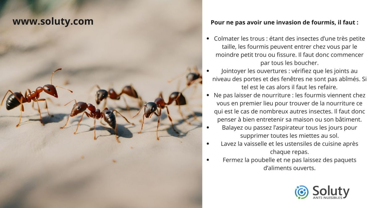 Pour ne pas avoir une invasion de fourmis, il faut 