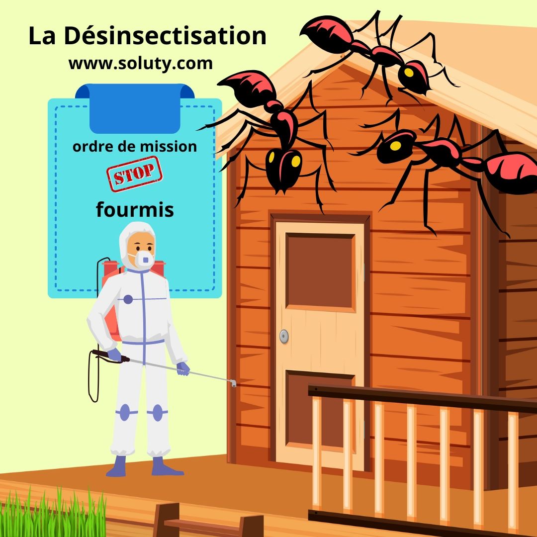 Désinsectisation contre les fourmis