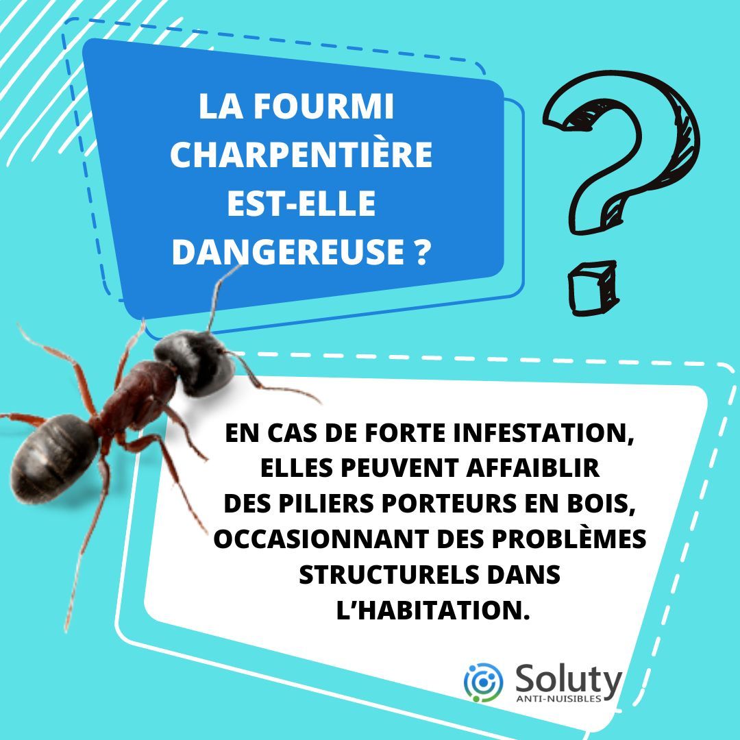 La fourmi charpentière est-elle dangereuse ?