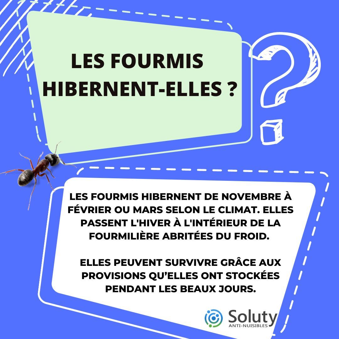 les fourmis