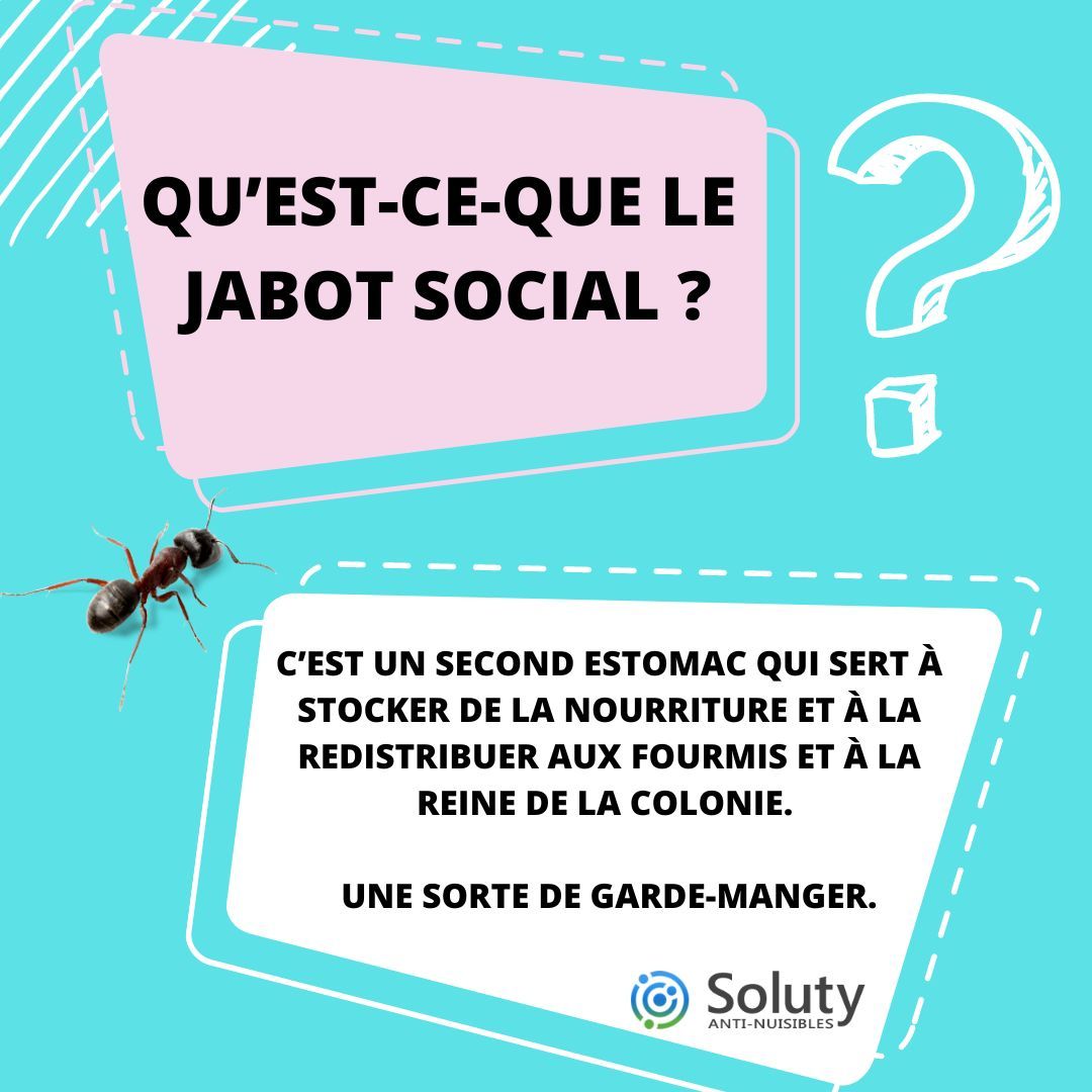 LE JABOT SOCIAL CHEZ LES FOURMIS