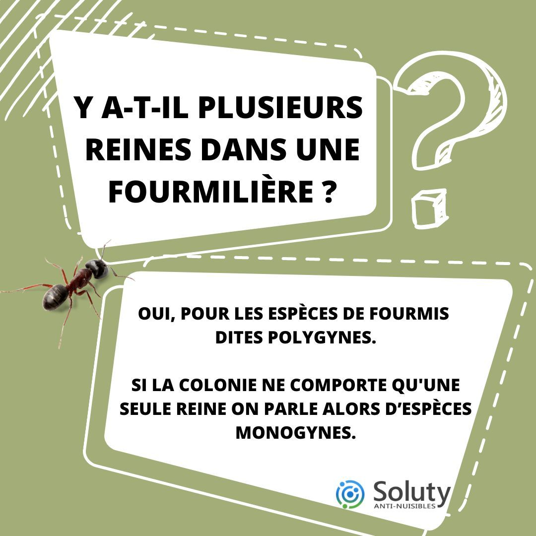 les fourmis