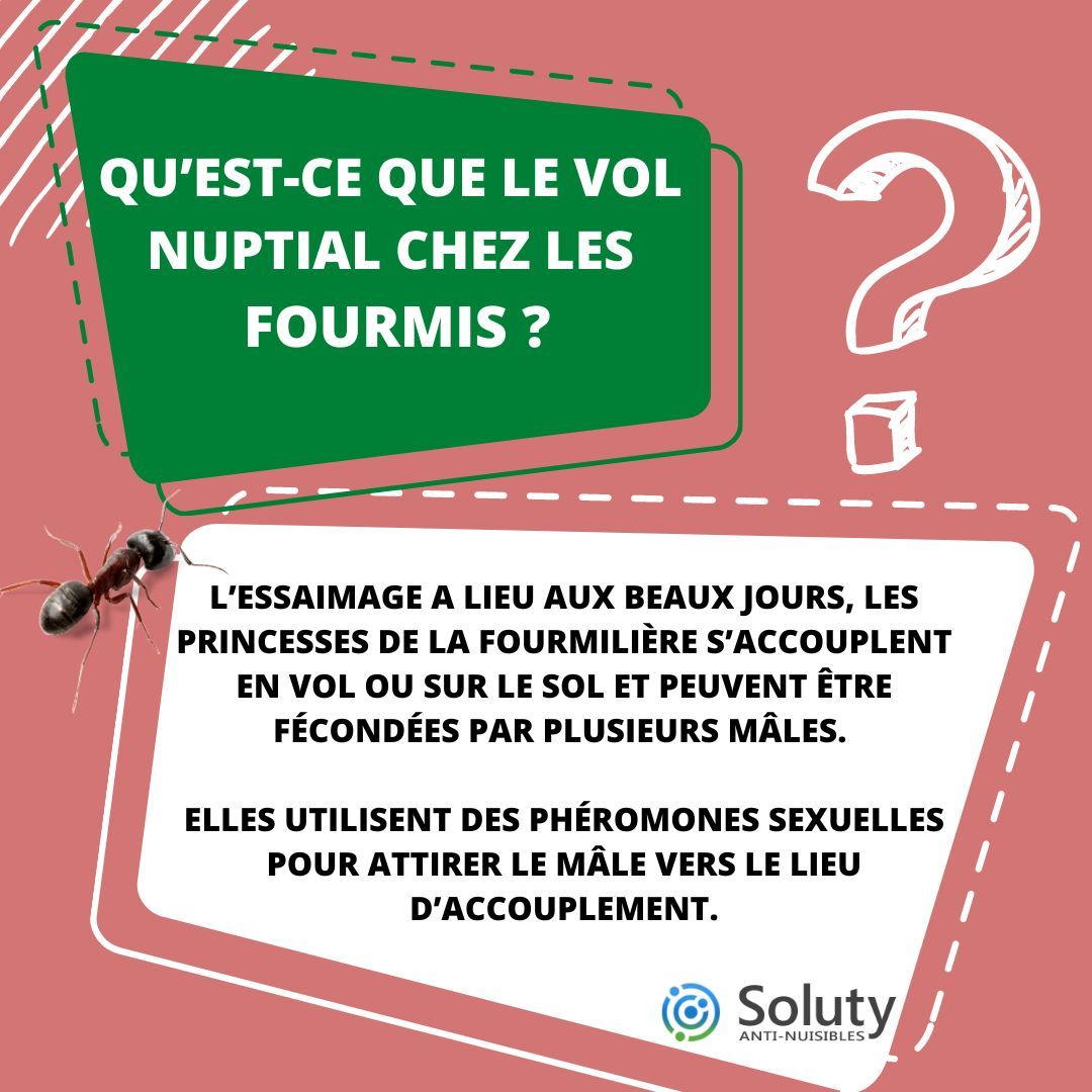 les fourmis : pourquoi volent elles pour former un vol nuptial ? 