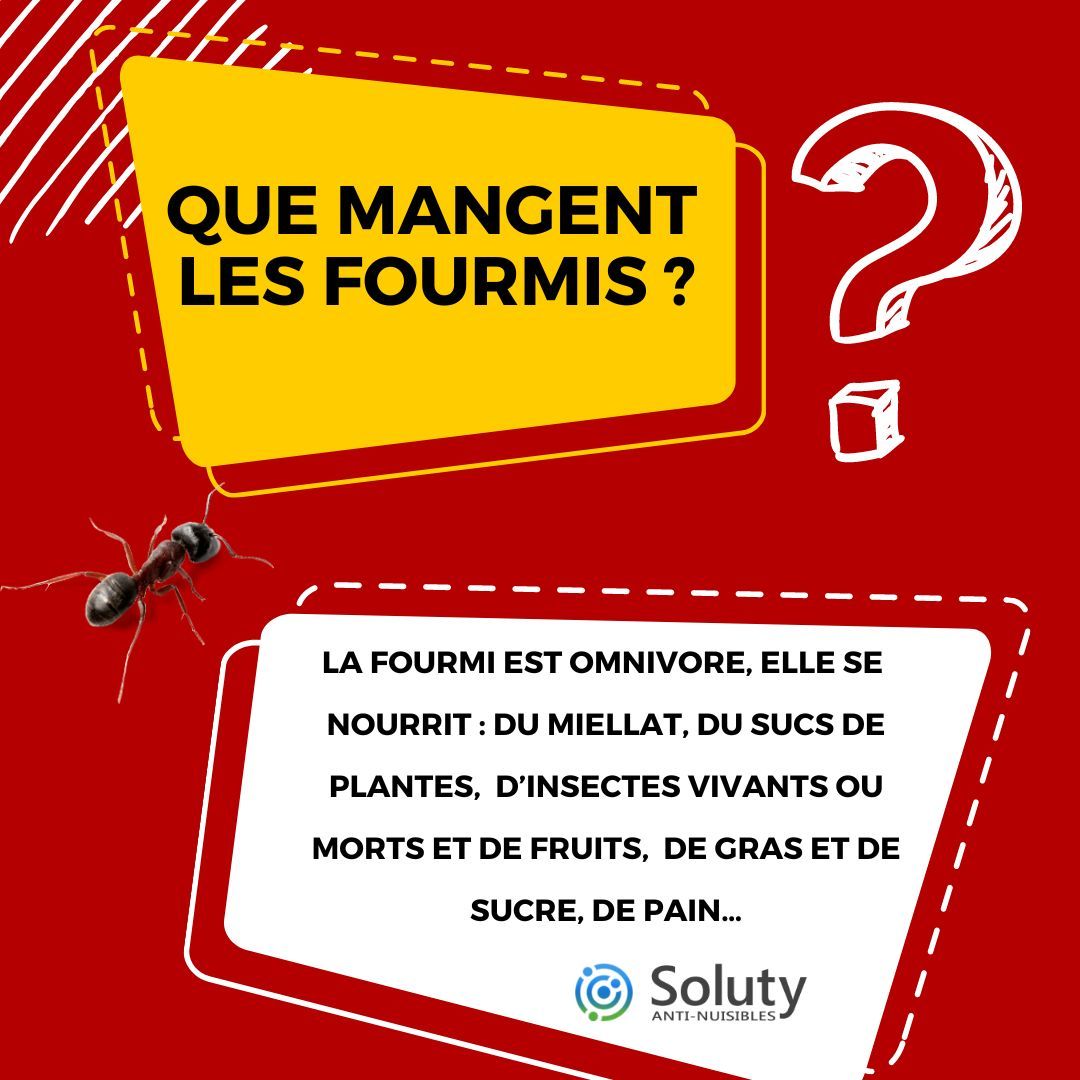 les fourmis