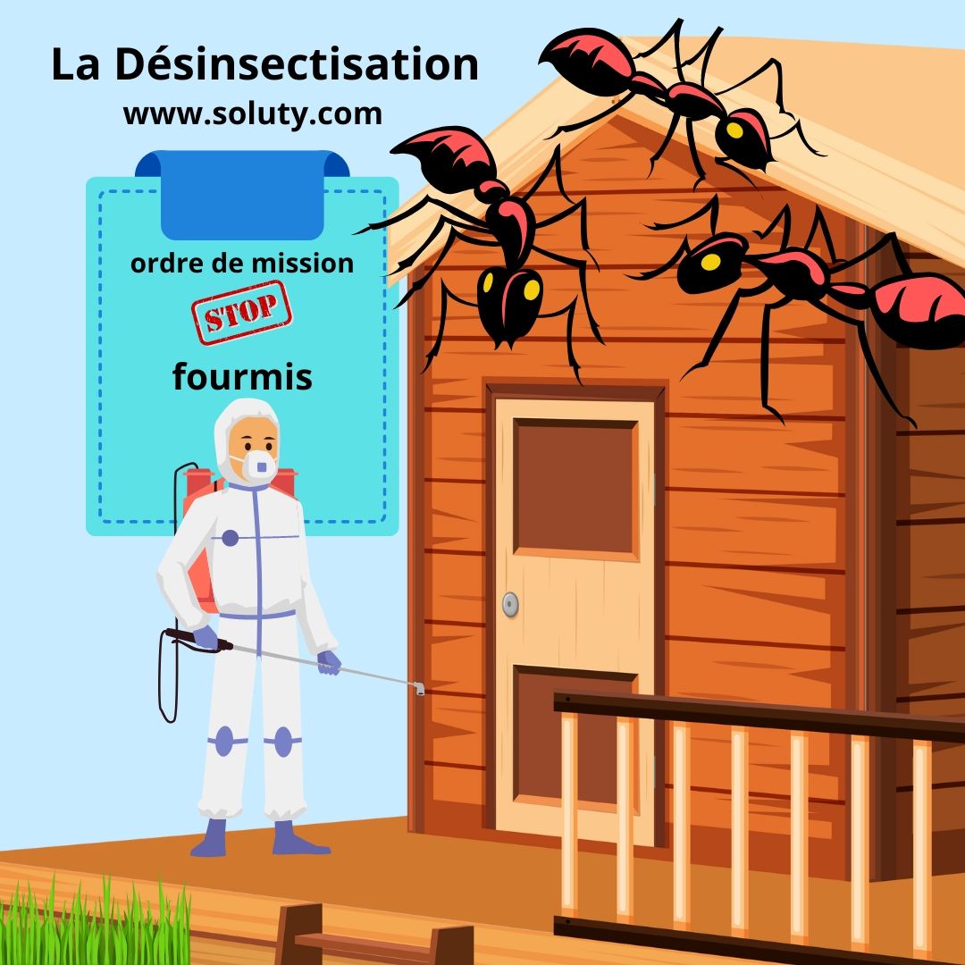 Désinsectisation contre les fourmis