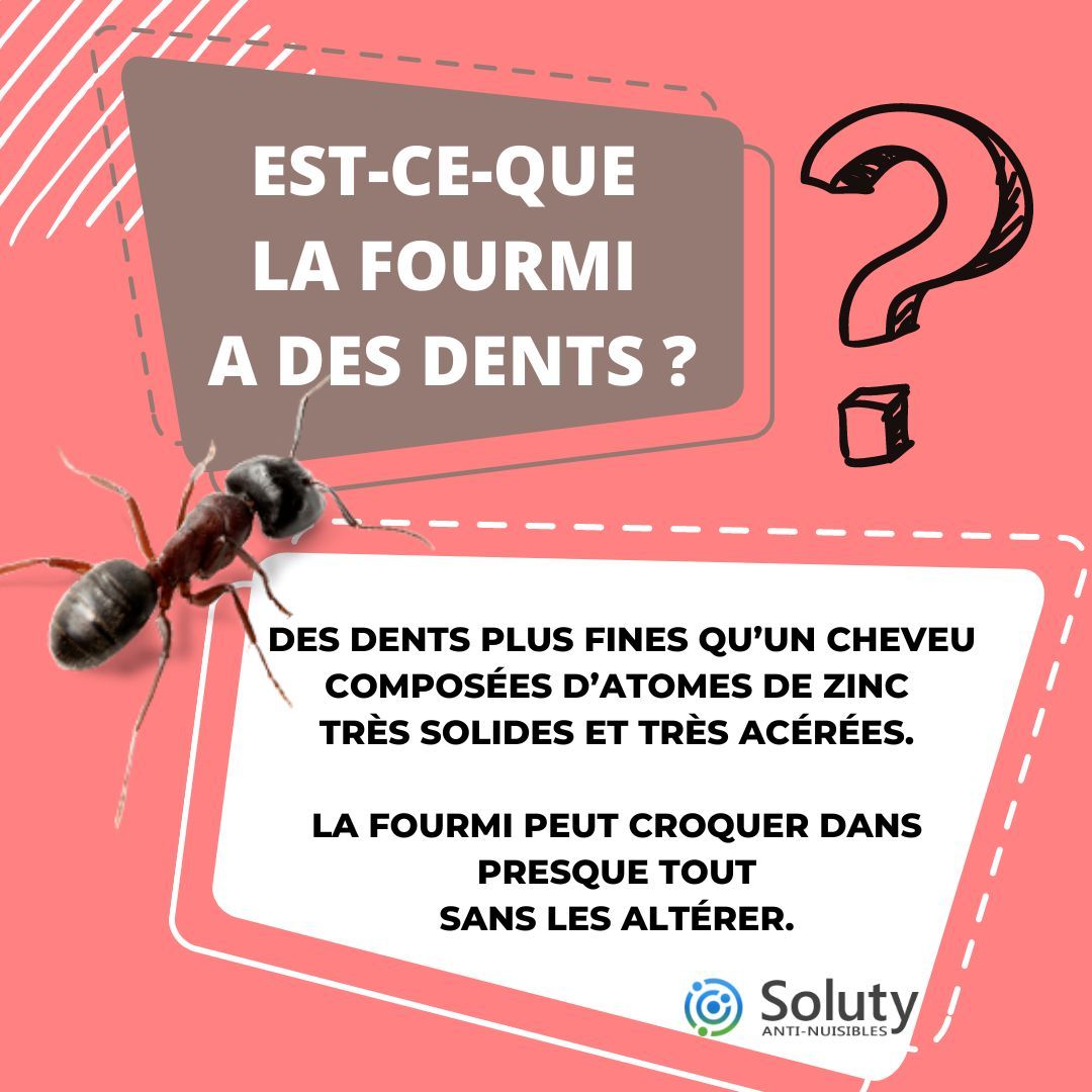 La fourmi a-t-elle des dents ?