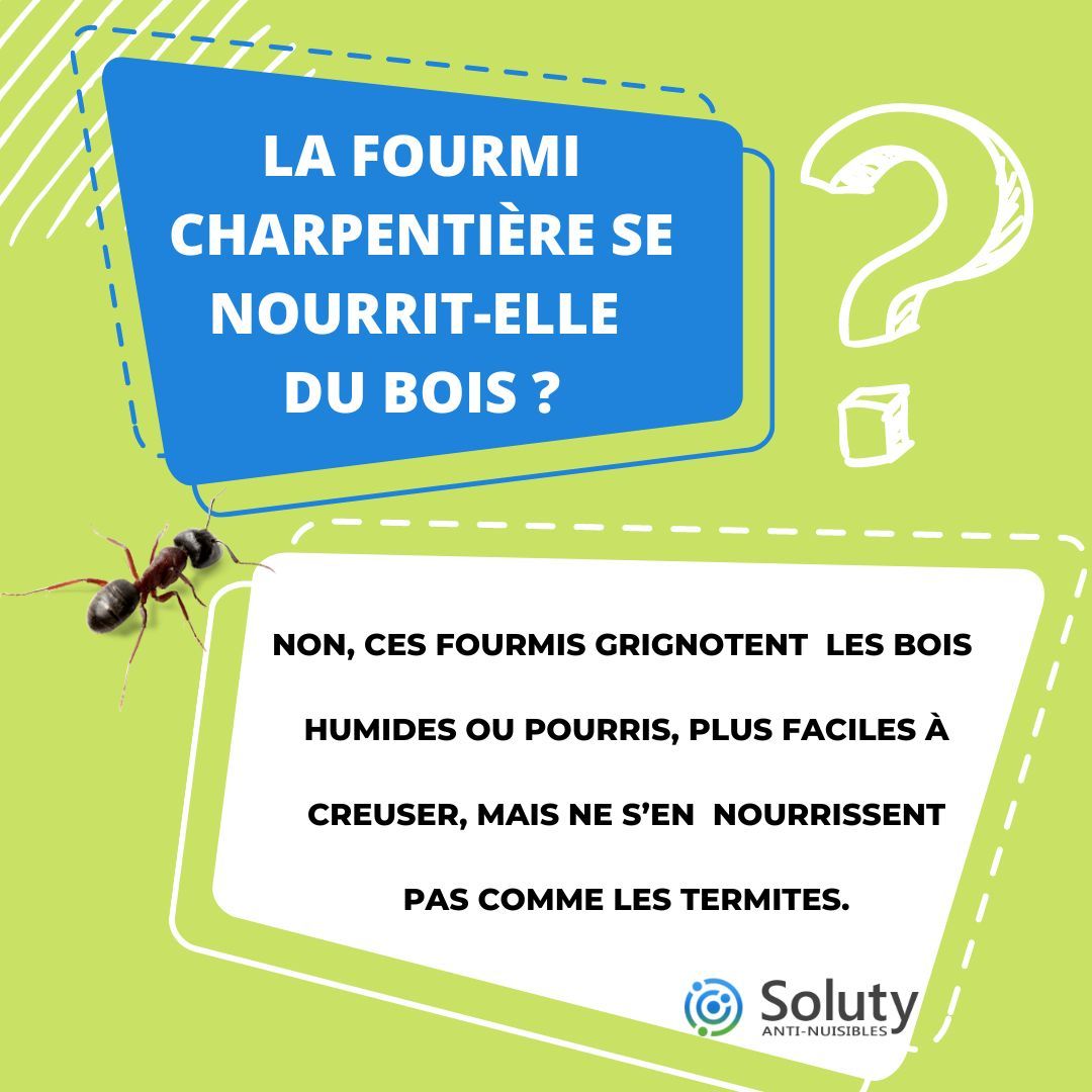 les fourmis