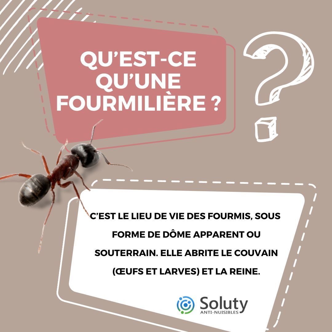 Qu’est-ce qu’une fourmilière ?