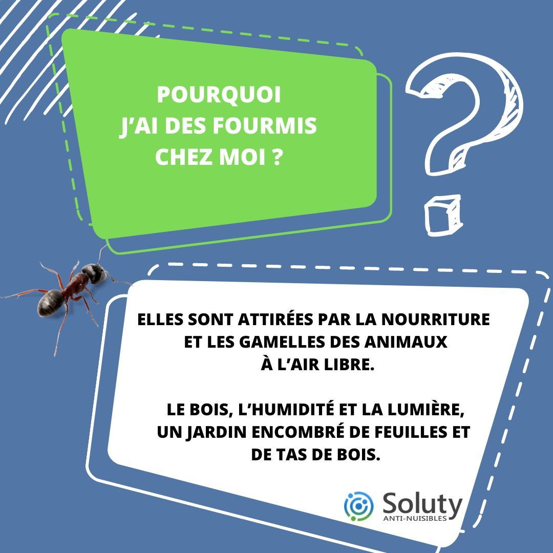 Entreprise Traitement Fourmis  Extermination par Des Experts