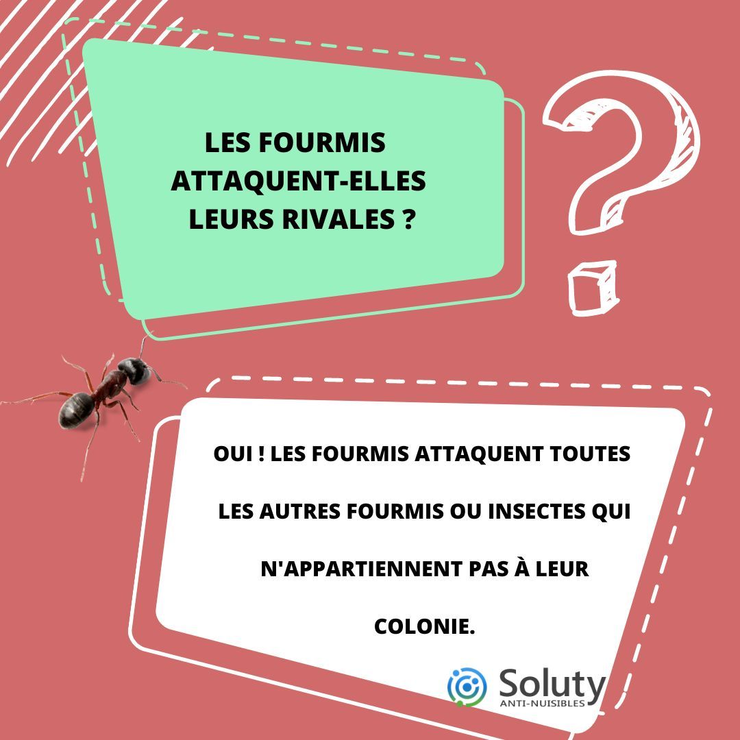 les fourmis attaquent elles les autres fourmis ? 